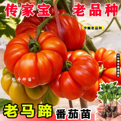 老品种沙瓤红马蹄番茄苗秧