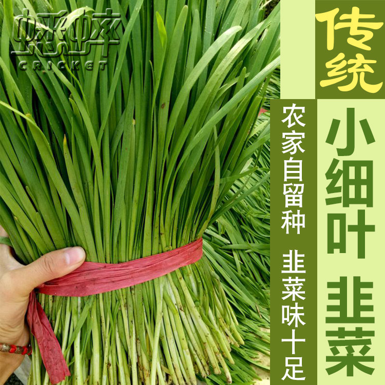红根细叶韭菜种子农家蔬苗