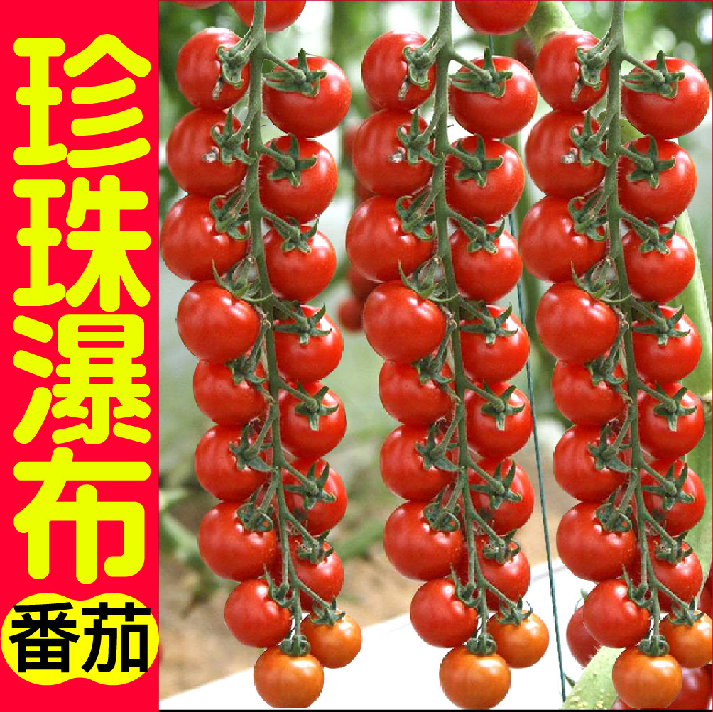 高产串收珍珠瀑布番茄秧苗