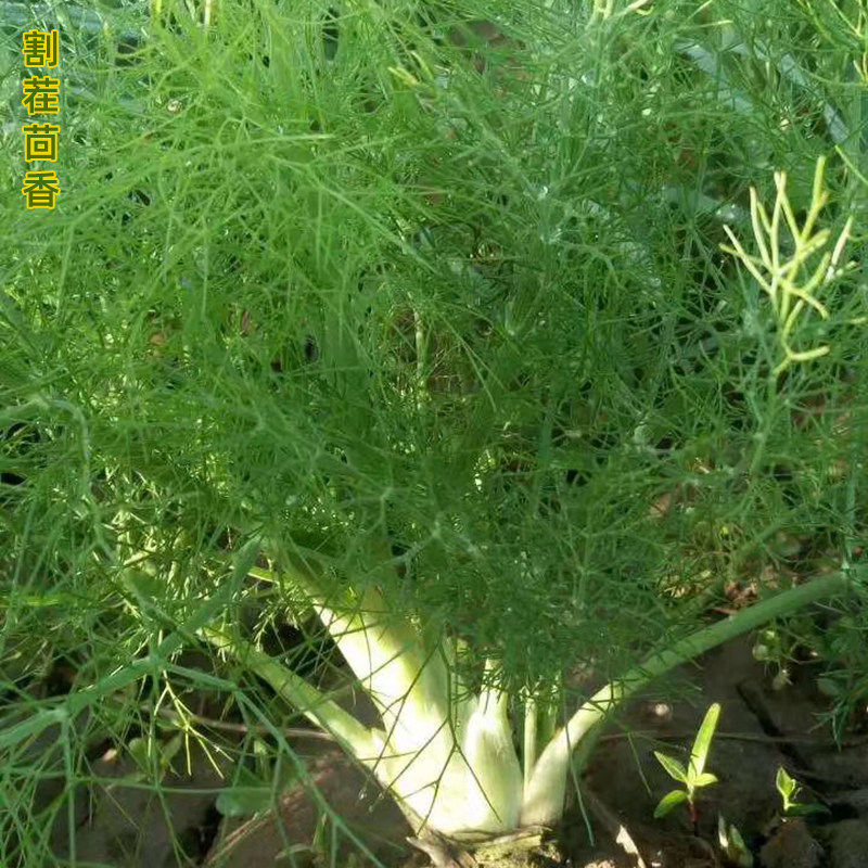 割茬茴香种子籽苗阳台带根