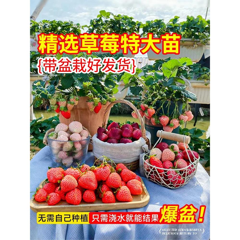 奶油草莓苗盆栽带果可食用