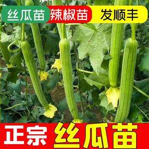 丝瓜秧苗种籽鲜花丝瓜中绿长条丝瓜秧苗盆栽四季阳台春秋早熟高产
