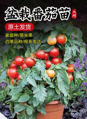 红色盆栽矮生圣女果苗樱桃番茄苗秧苗黄矮生观赏四季阳台种植水果