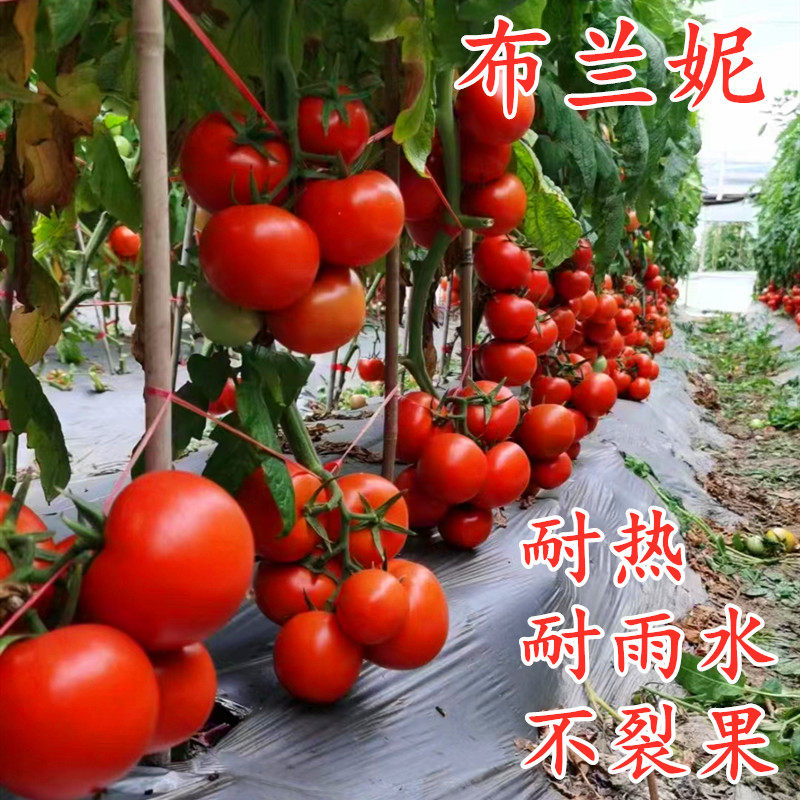 大红果番茄种籽西柿子苗高