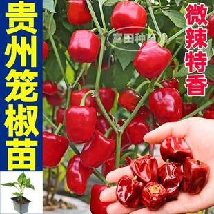 微辣特香贵州灯笼椒秧苗带土魔鬼朝天四川灯笼椒种子盆栽庭院春秋
