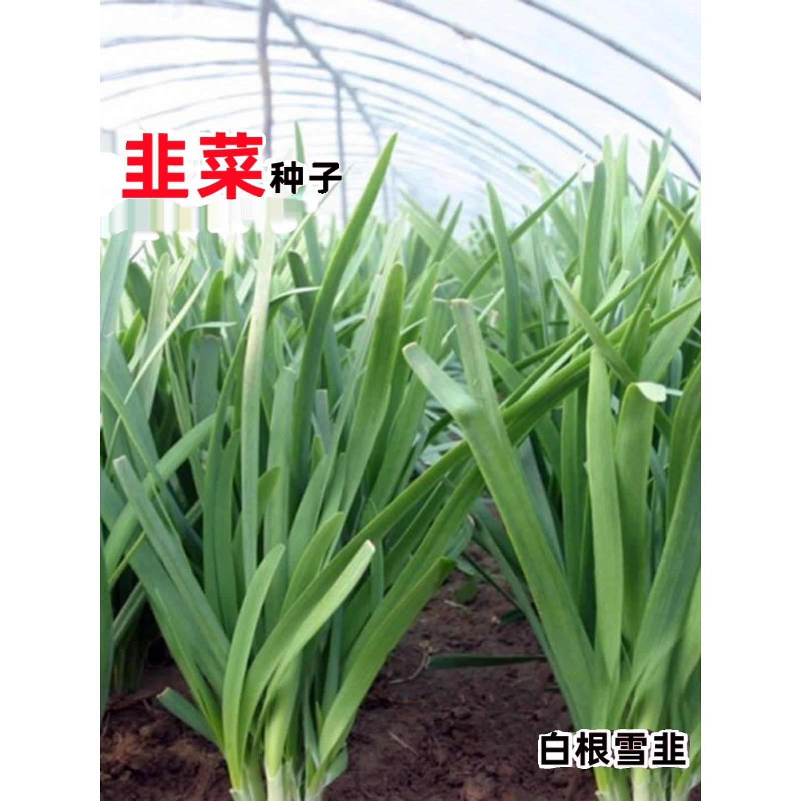 紫根韭菜苗种籽孑传统细叶