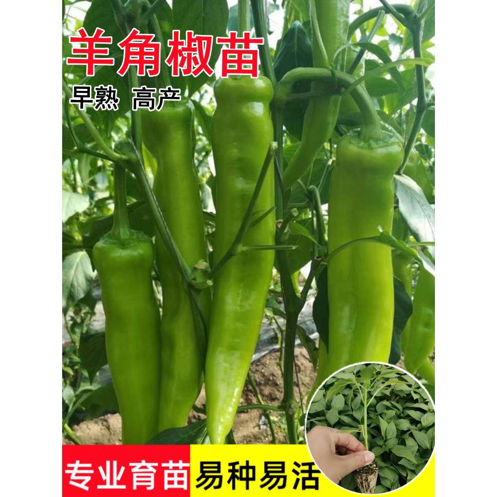 高产羊角椒苗辣秧大果尖青