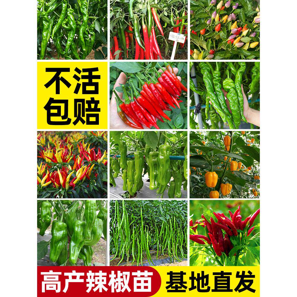 辣椒苗秧四季小米高产螺丝