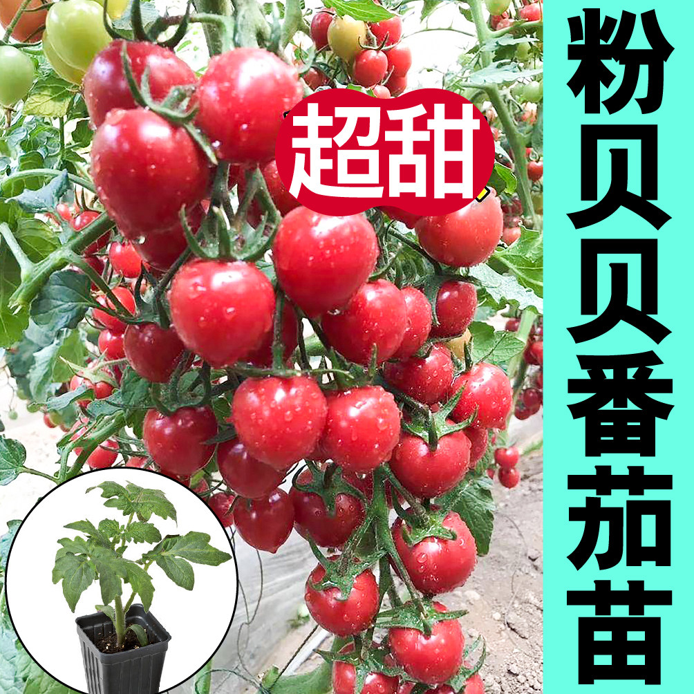 超甜粉贝樱桃番茄苗秧带土