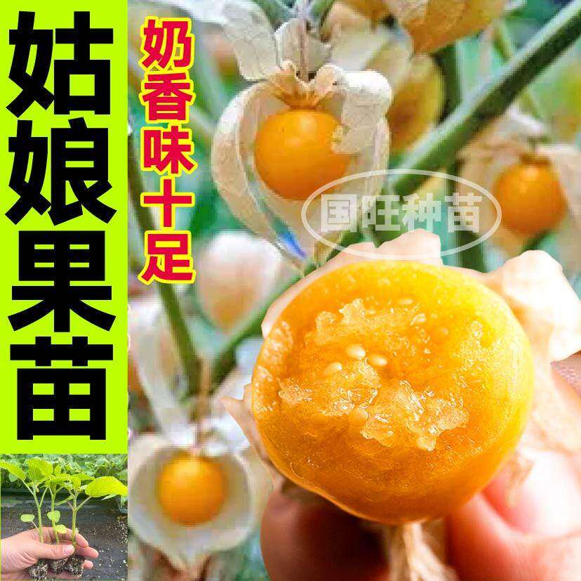 高产奶香姑娘果苗秧灯笼紫