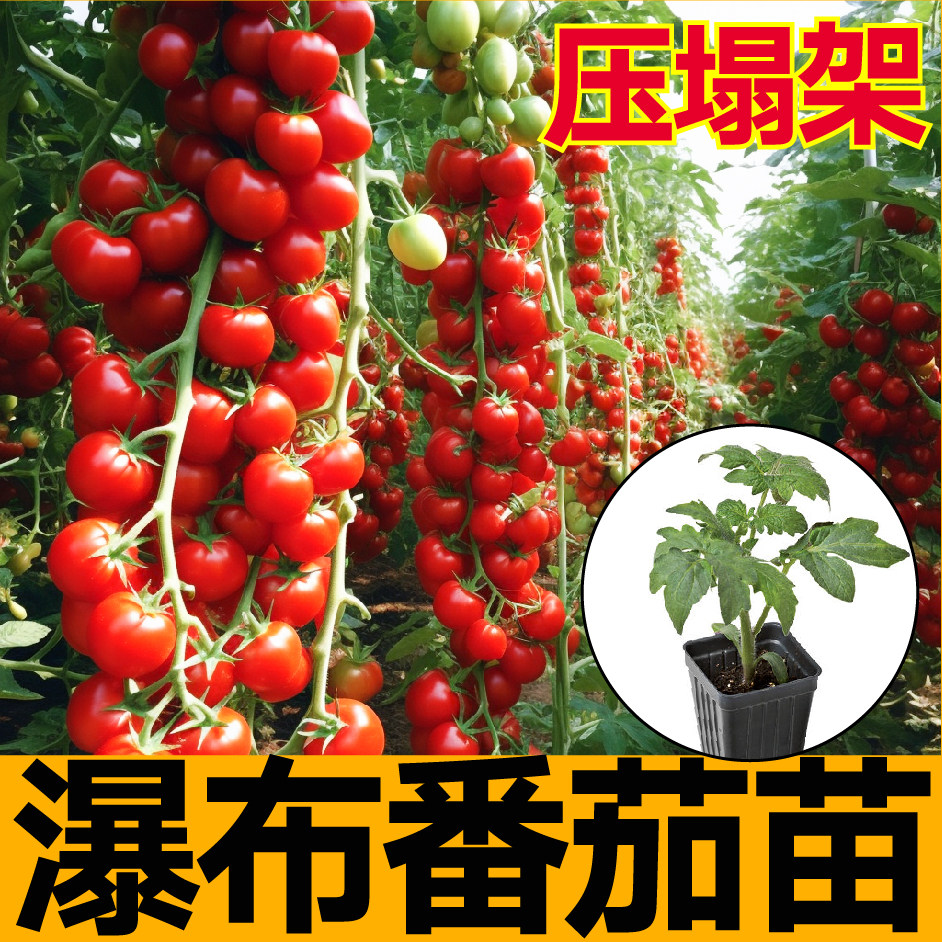 高产红珍珠瀑布番茄苗秧带