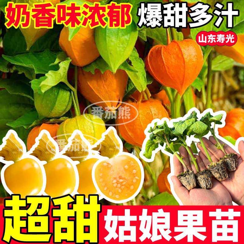 奶香超甜姑娘果苗秧灯笼东