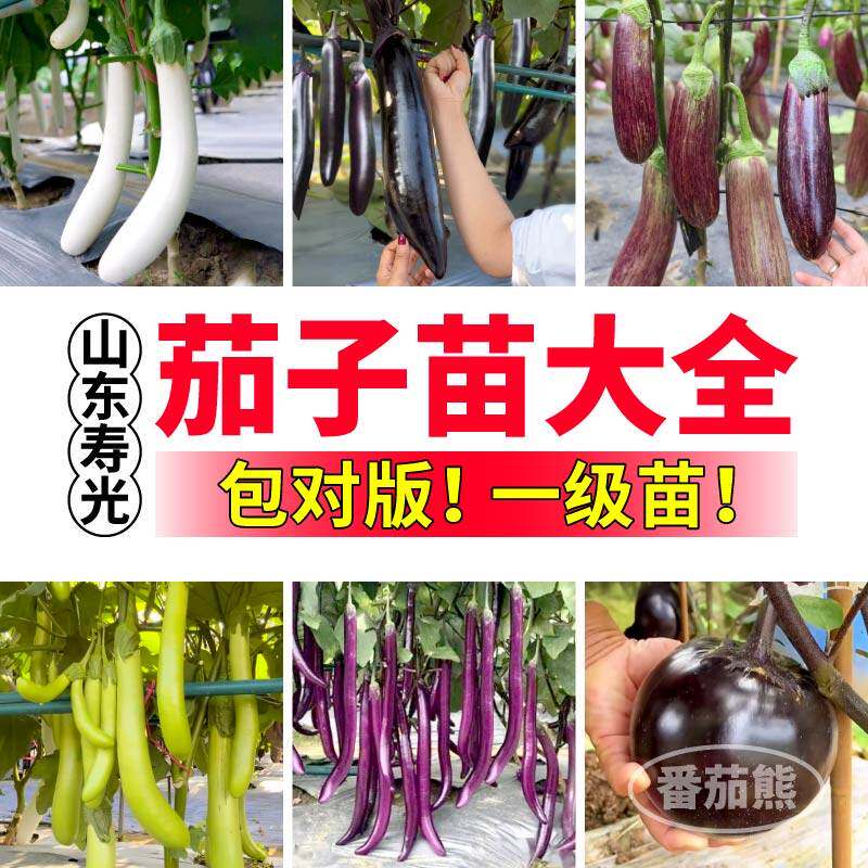 寿光茄子苗秧大全高产四季竹丝茄黑亮长茄杭茄嫁接茄子庭院盆栽