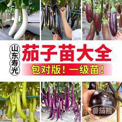 寿光茄子苗秧大全高产四季竹丝茄黑亮长茄杭茄嫁接茄子庭院盆栽