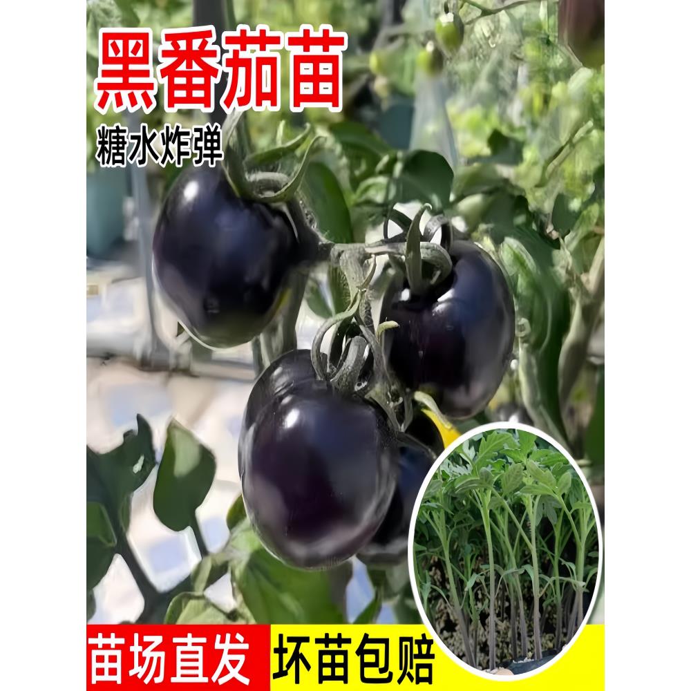 糖水黑番茄苗秧樱桃小西红