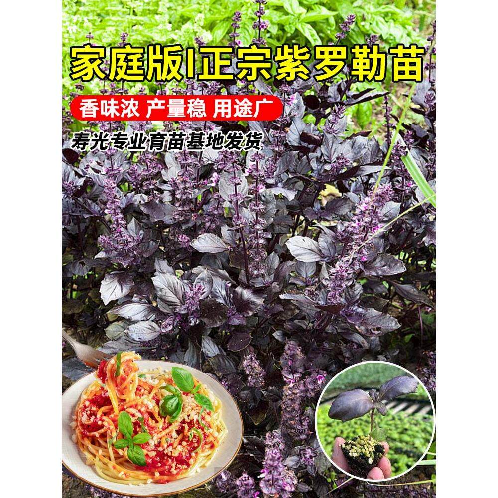 可食用九层塔苗紫罗勒秧阳