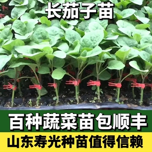 长茄子苗秧大龙长茄苗蔬菜苗幼苗辣椒番茄苗夏季阳台盆栽四季大全