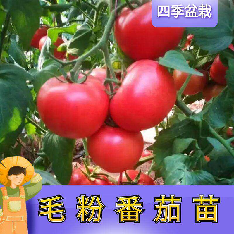 寿光正宗大毛粉番茄苗秧带