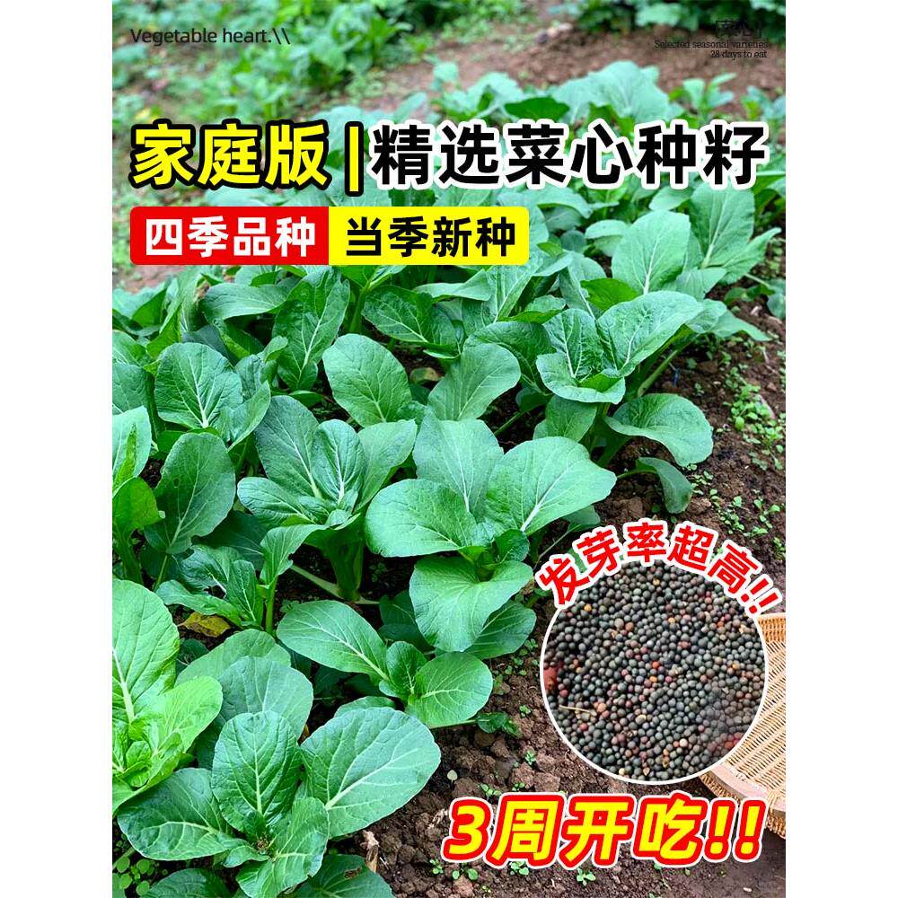 广东四九菜心种子季阳台植