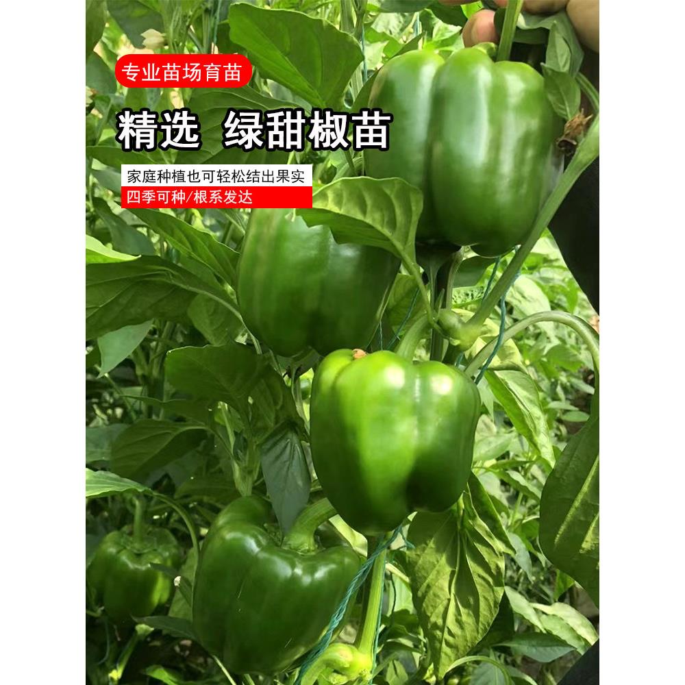 甜椒苗青子辣种灯笼红菜蔬