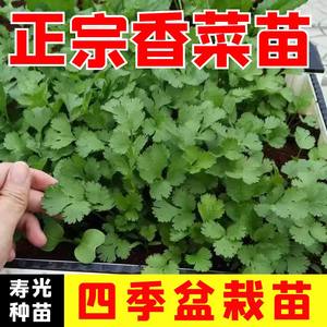 穴盘香菜秧苗种籽四季正宗高产苗