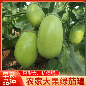 禾之元绿茄种子蔬菜苗罐籽