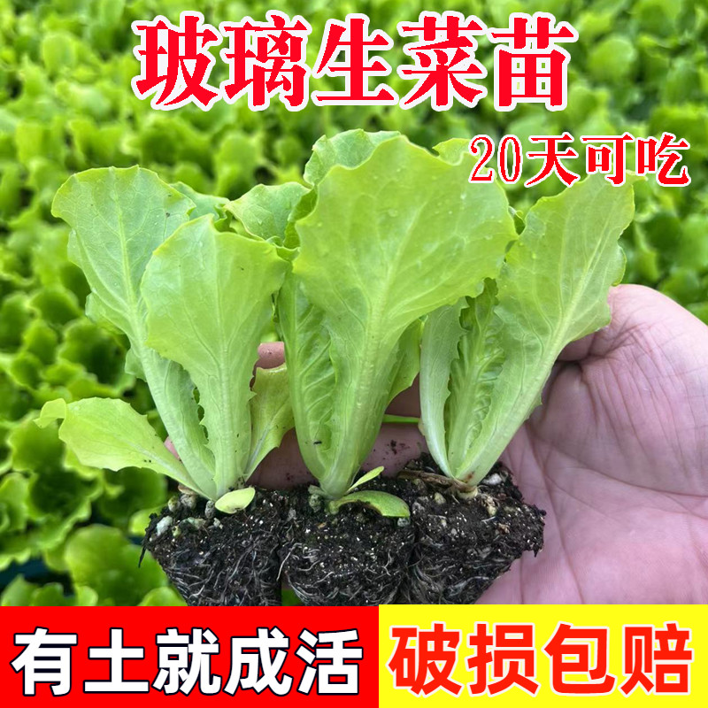 脆甜玻璃生菜苗子紫奶油大