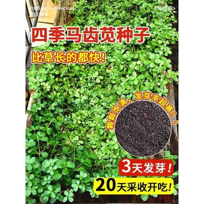 马齿苋菜种籽新鲜四季蔬子