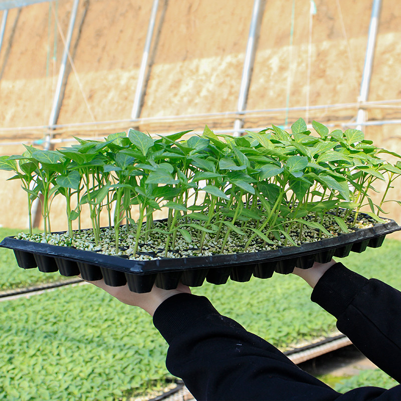 西红柿苗瓜茄子辣椒黄丝春