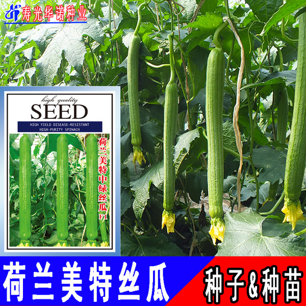 荷兰美特中绿香丝瓜种子肉