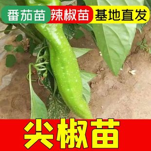 特大牛角椒苗辣椒种苗秧高产大果牛角青椒尖椒幼苗春秋四季 菜苗