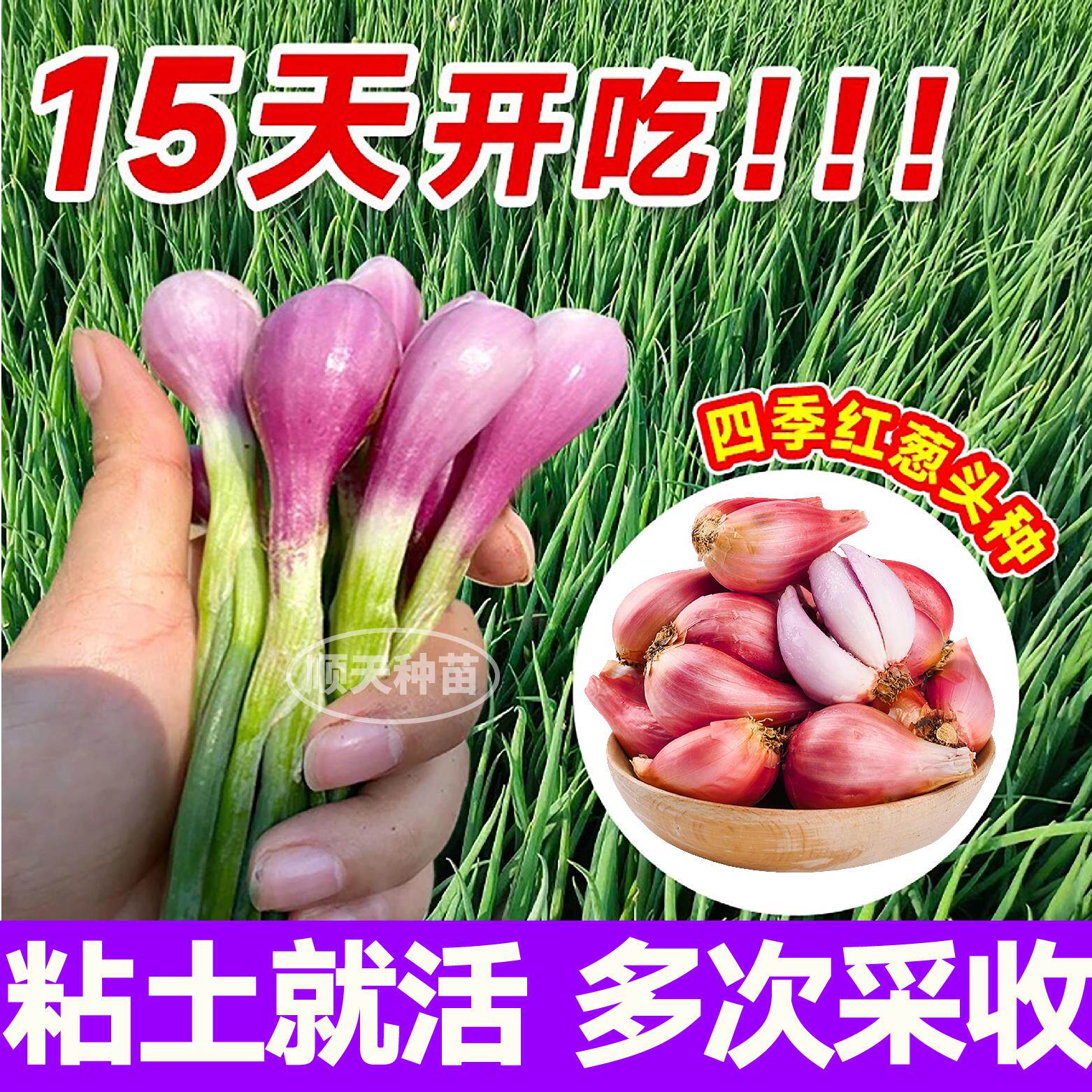 正宗四川火葱头种子红干香