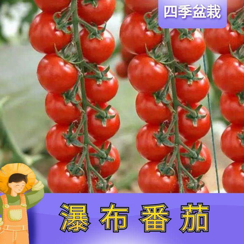 瀑布小番茄种苗籽圣女果西