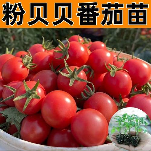 粉贝小番茄秧苗瀑布红黄圣
