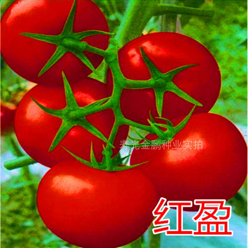 红果番茄种子大西柿籽苗嫁