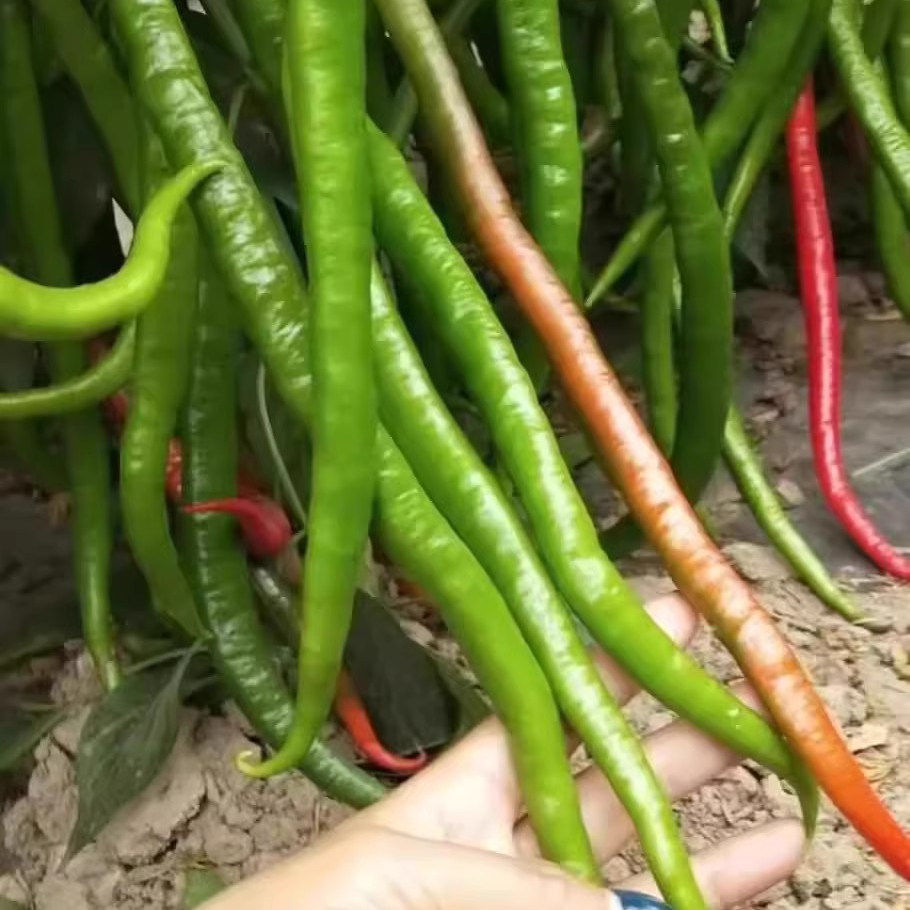 高产线椒辣苗长青尖二荆条