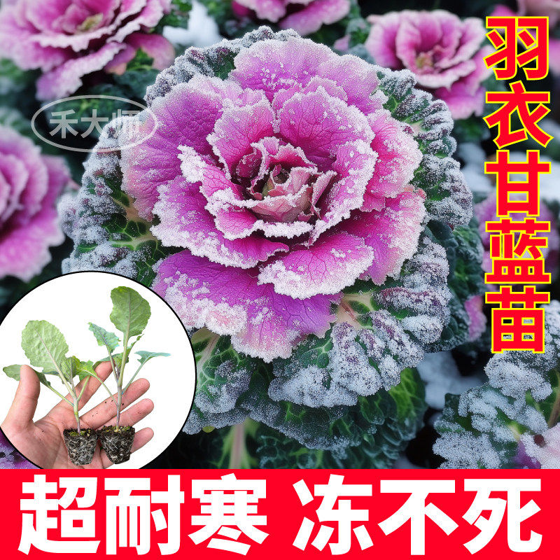 超耐寒粉羽衣甘蓝苗秧观赏