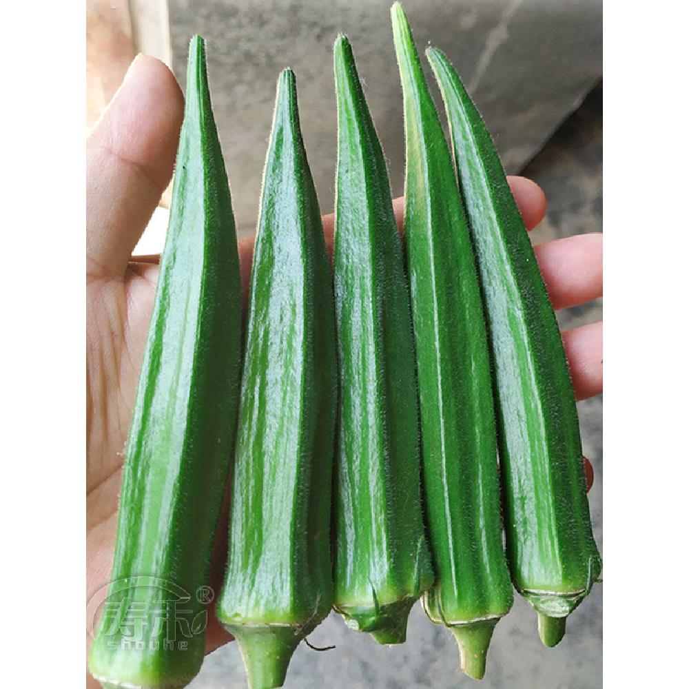 水果秋葵种子苗蔬菜籽孑春