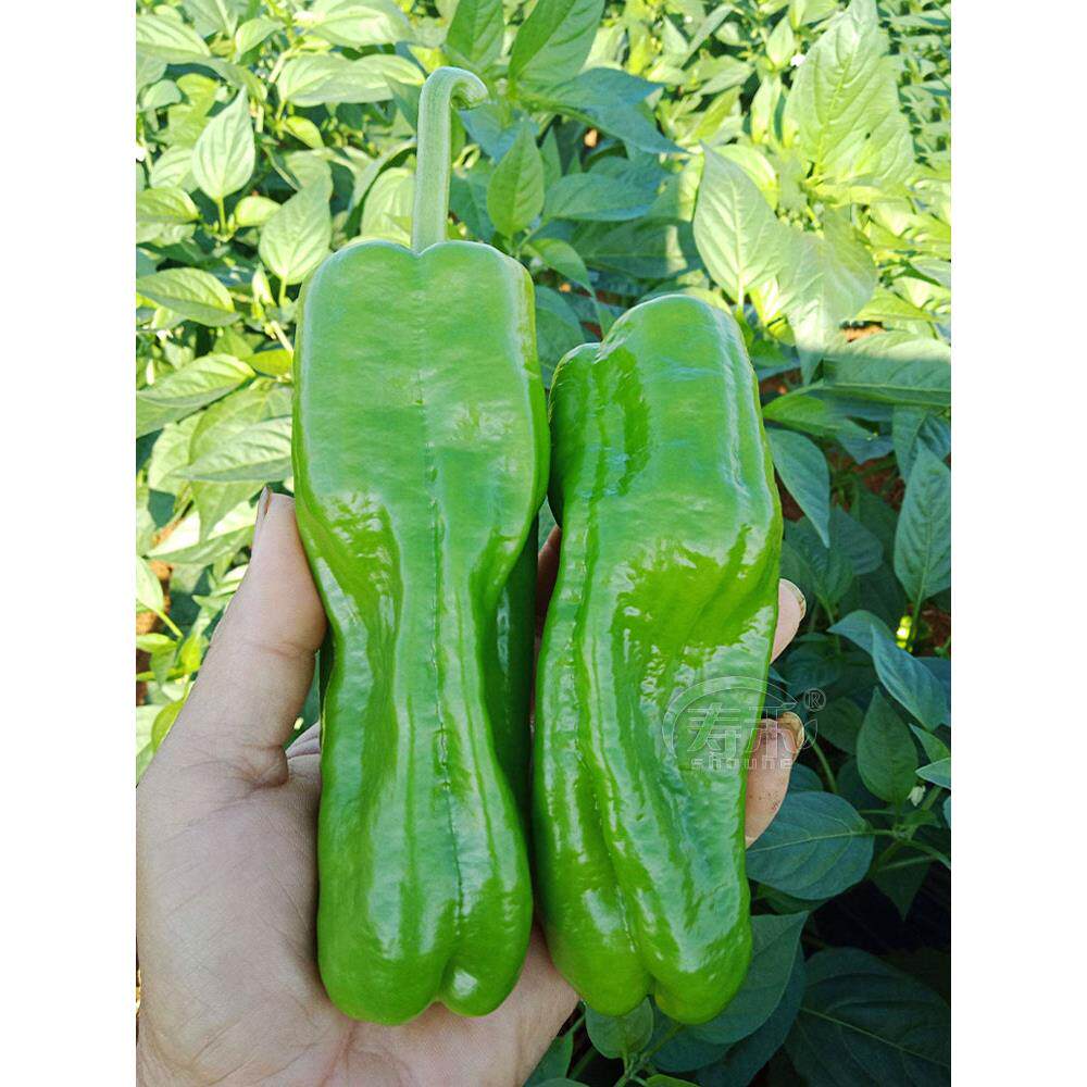 蔬菜薄皮泡椒种子辣椒种籽苗秧虎皮菜苗适合春天种的南方春季菜种