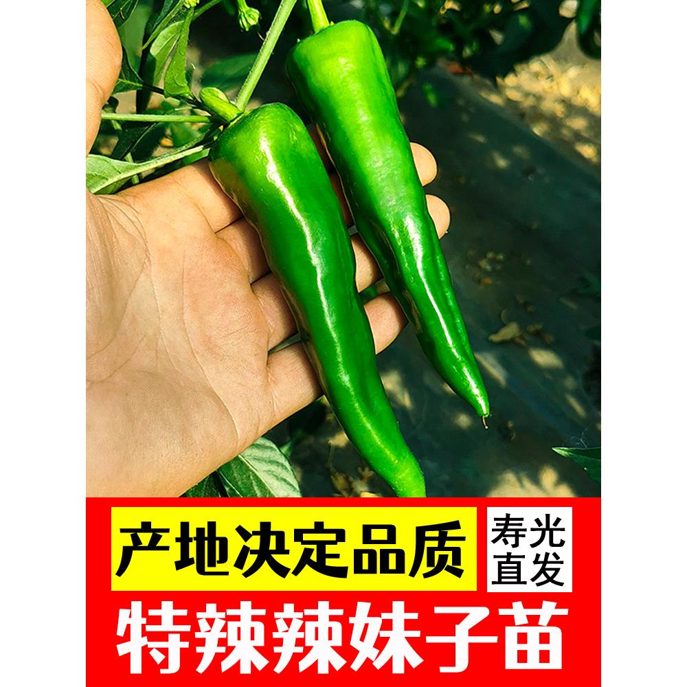辣妹子椒种苗超青红干味浓