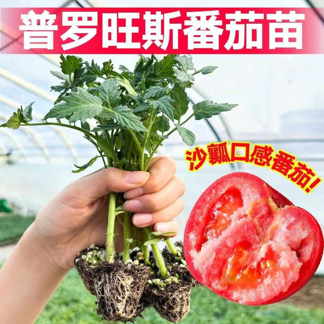普罗旺斯番茄苗沙瓤大粉西