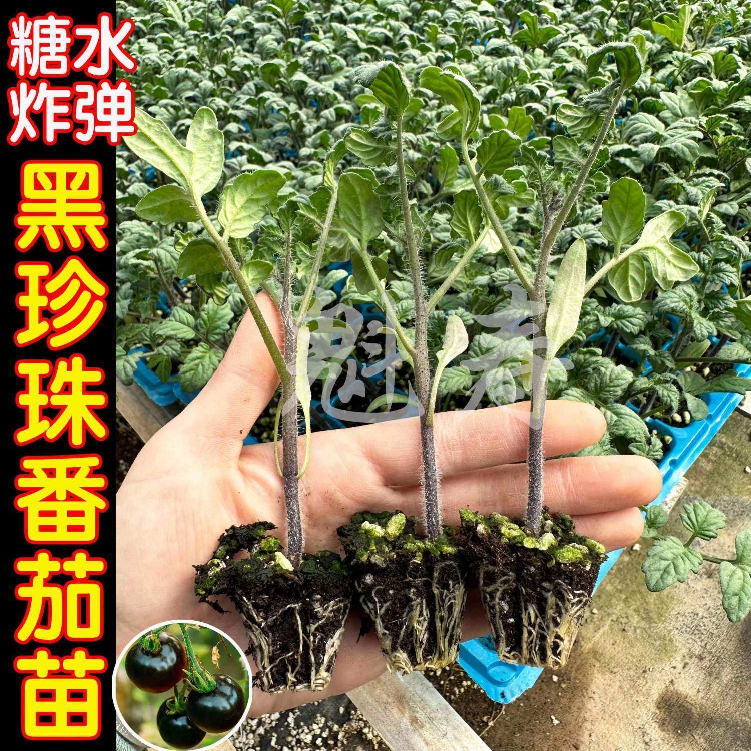 小黑番茄苗子种珍珠西红柿
