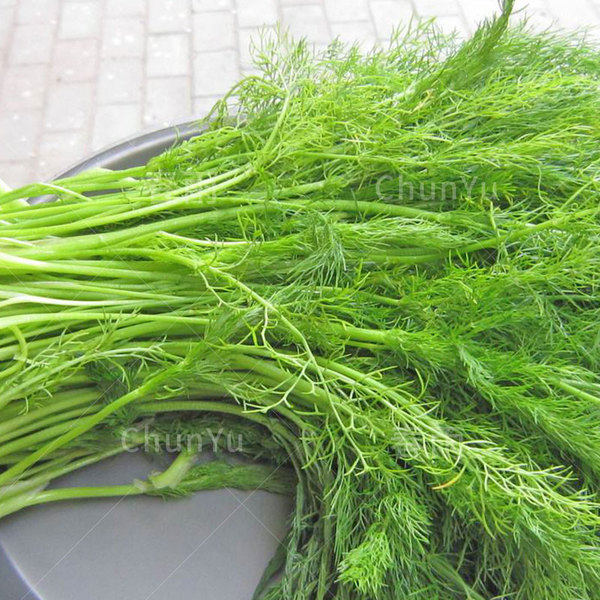 小茴香菜种籽大回苗盆栽食