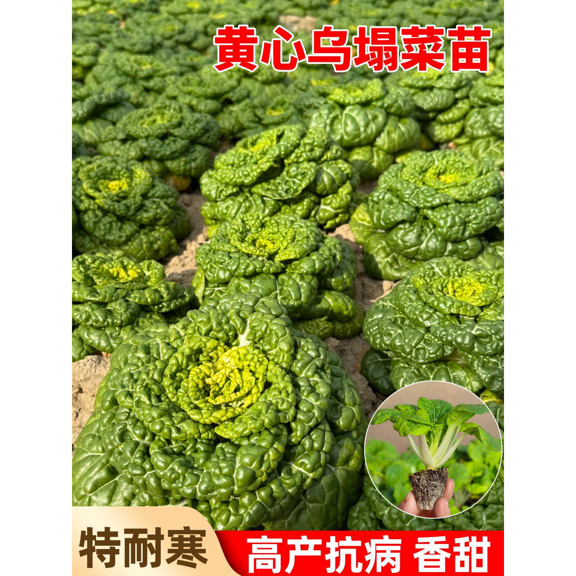 奶油耐寒黄心乌塌菜苗带土