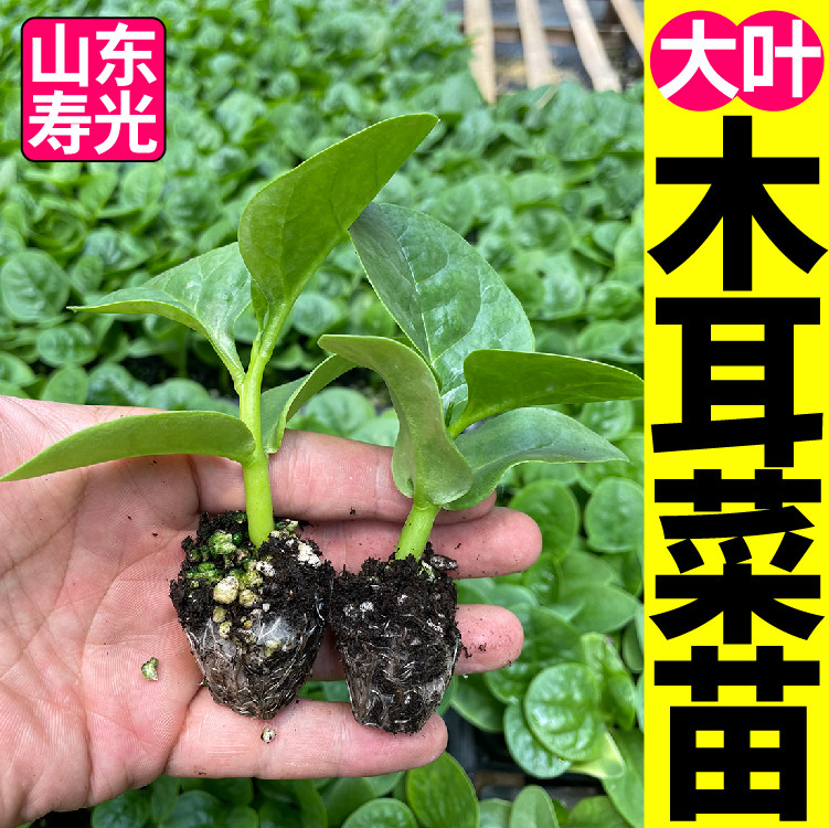 寿光特大圆叶木耳菜秧苗幼