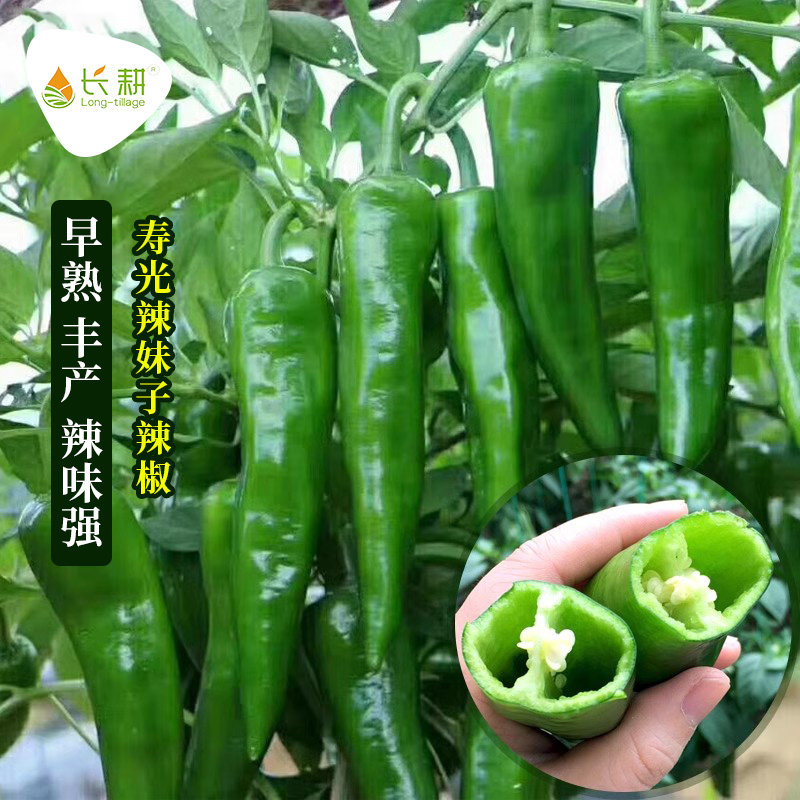 辣妹子椒种苗超青红干籽味