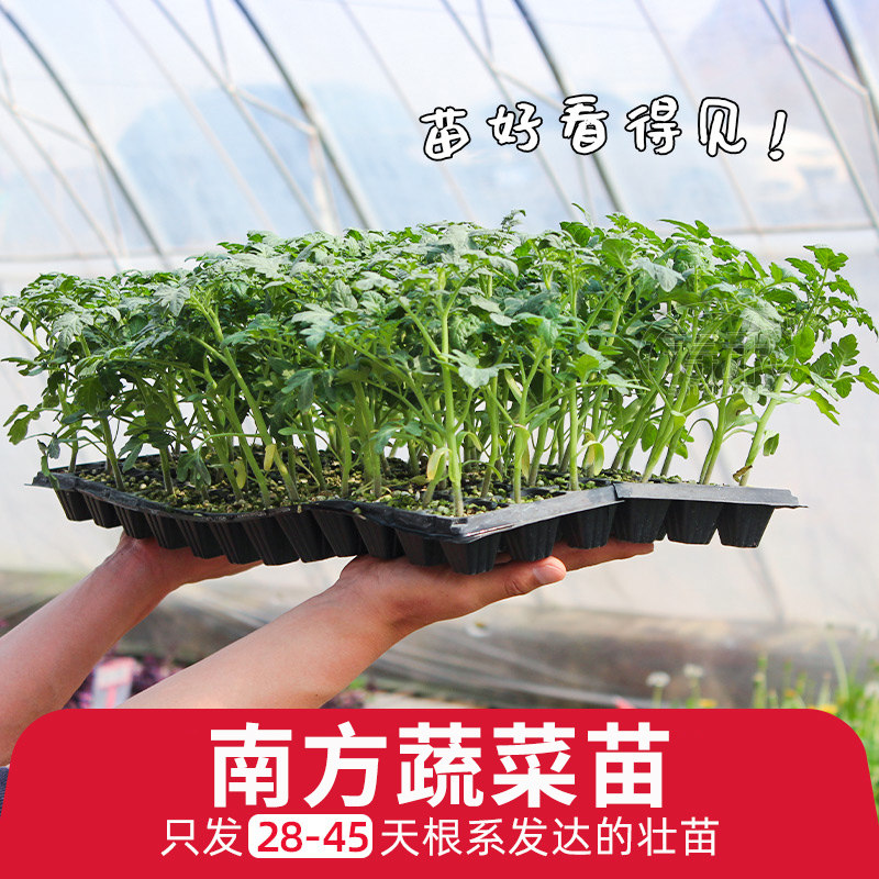 春季蔬菜苗秧大全番茄黄瓜