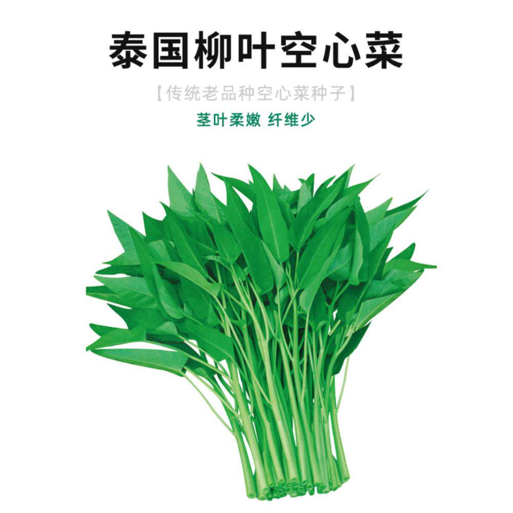 泰国柳叶空心菜种子籽苗高