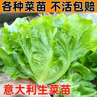 意大利生菜秧苗蔬全庭院阳