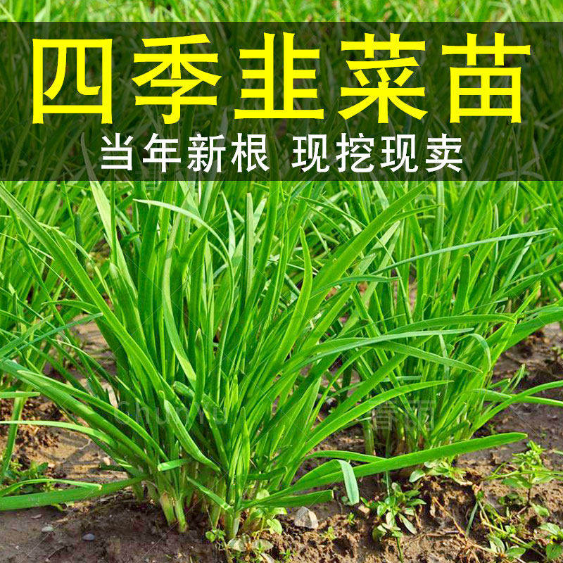 韭菜苗根紫红叶大种籽四季